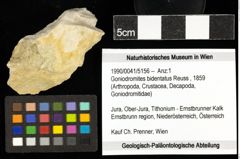Foto (Objekt + Etiketten) von Goniodromites bidentatus (Reuss, 1859) 